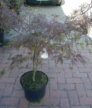 roter japanischer Schlitzahorn Acer palmatum Dissectum Garnet 60-80 cm breit im 10 Liter Pflanzcontainer
