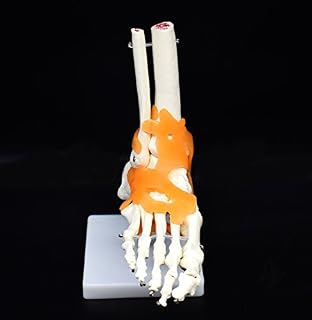 Human Foot Skeleton Model with Ligaments, Flexible, Anatomically Accurate Foot Skeleton Model Life