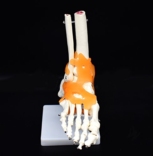 Human Foot Skeleton Model with Ligaments, Flexible, Anatomically Accurate Foot Skeleton Model Life