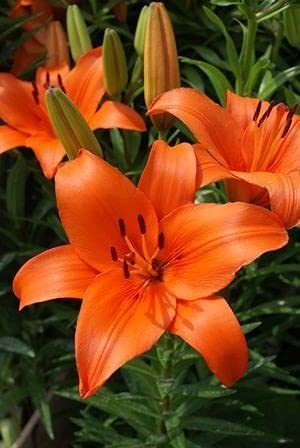 Radha Krishna Agriculture™ Orange Oriental Lily/Lilium Flower Bulbs For Home & Outdoor Gardening Plants (Pack Of 2 Bulbs) (B09B9X6RWC) Amazon Price History, Amazon Price Tracker