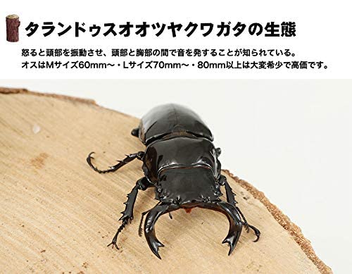 Amazon | 出荷/販売元：むしや本舗【タランドゥスオオツヤクワガタ