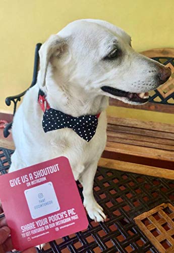 Image of That Dog In Tuxedo Twinkle Dots Dog Bow Tie Bowtie with Collar (Size - S)