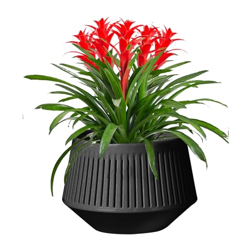 Renopfect Vasi per Orchidee | Contenitore | Doppio Strato Controllo Radici Per Idrocoltura Piante Fiorite Violetta Africana Piante Da Interno Coltivazione