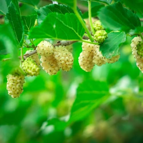 80 piezas Semilla de morera Semillas de bonsai decoración de jardín para exterior. Árbol de semillas frutales para jardín. camas elevadas para jardín regalos para los amantes del