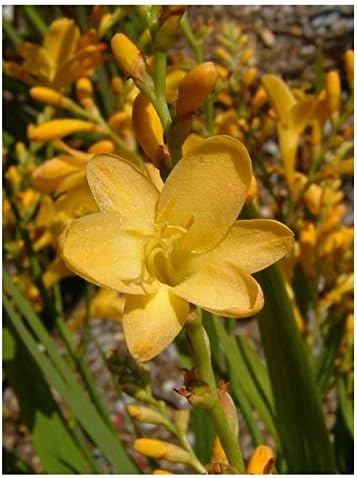 Crocosmia Citronella ex 2 Litre Pot