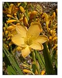 Crocosmia Citronella ex 2 Litre Pot