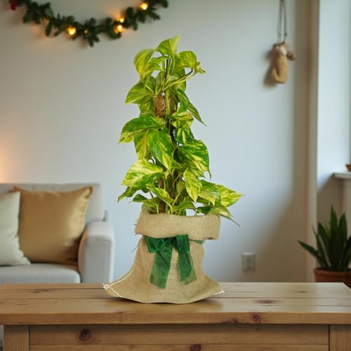 Carbeth Plants Pothos on Moss Pole Gift Wrapped in 15cm Pot - Fast Growing Indoor Climber - Easy Care Houseplant Gift - Air Purifying Golden Pothos