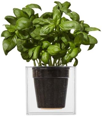 Boskke Cube Large Planter, Clear