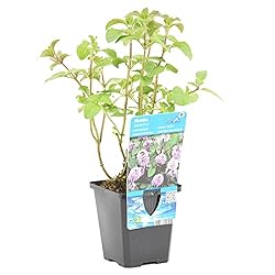 Bloomique - Mentha aquatica - Menta acuática - Pla...: MENTHA AQUATICA: La Mentha Aquatica es mejor conocida como Menta Acuática o Hierba Anguila. La planta debe su nombre a que antiguamente la menta se utilizaba para guisar la anguila. ¡La planta de ribera produce pequeños bulbos de color lila que alegr...