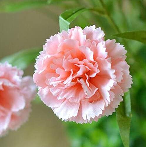 Flora Seeds Carnation Flower Seeds, Carnation Seeds For Home Gardening Winter (B0BRZXXX48) Amazon Price History, Amazon Price Tracker