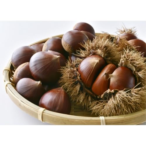 生栗「ぽろたん」約2kg [2026年9月中旬発送]