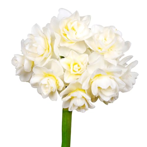 Narzissenzwiebeln 20 x ’Erlicheer’ – The Bulb Farmers - Frühjahr – in den Niederlanden gezüchtet - Narzissen Zwiebeln – Blumenzwiebeln