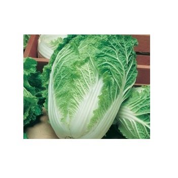 Sementes De Couve Chinesa Kyoto 5g Topseed