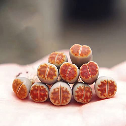 3Pcs Red Mesh Mini Size Lithops Rare Lithops Meyeri Small Succulent Plants Live Cute Exotic Desk Succulent Plants For Office Mini Potted Unique Gift. #TOP1