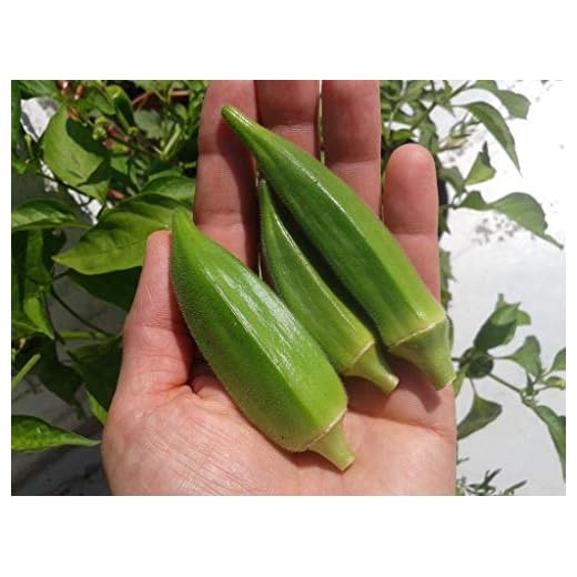 20 semi di "gombo" Lady Finger, Bhindi, Gumbo, Abelmoschus Esculentus Vegetable Seeds GREEN-OKRA