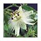 Winterharte Passionsblume Constance Elli Exotische Kletterpflanze