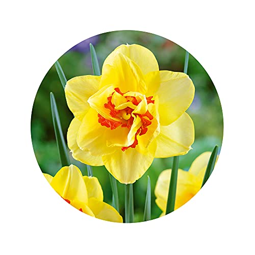6 x Daffodil Tahiti - RHS Award of Garden Merit – Elegant & Rich Golden Orange Blooms – Perennial – A Truly Alluring Flower Makes Your Yard a Tropical Paradise -for Your Beautiful Garden