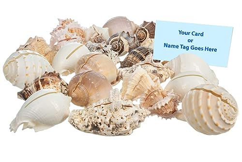 Sea Shell Placecard Holder Set (10 Pieces) | Cut Shells