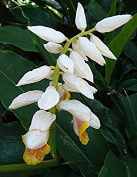 Alpinia Mutica | Small Shell Ginger | False Cardamom | 10_Seeds