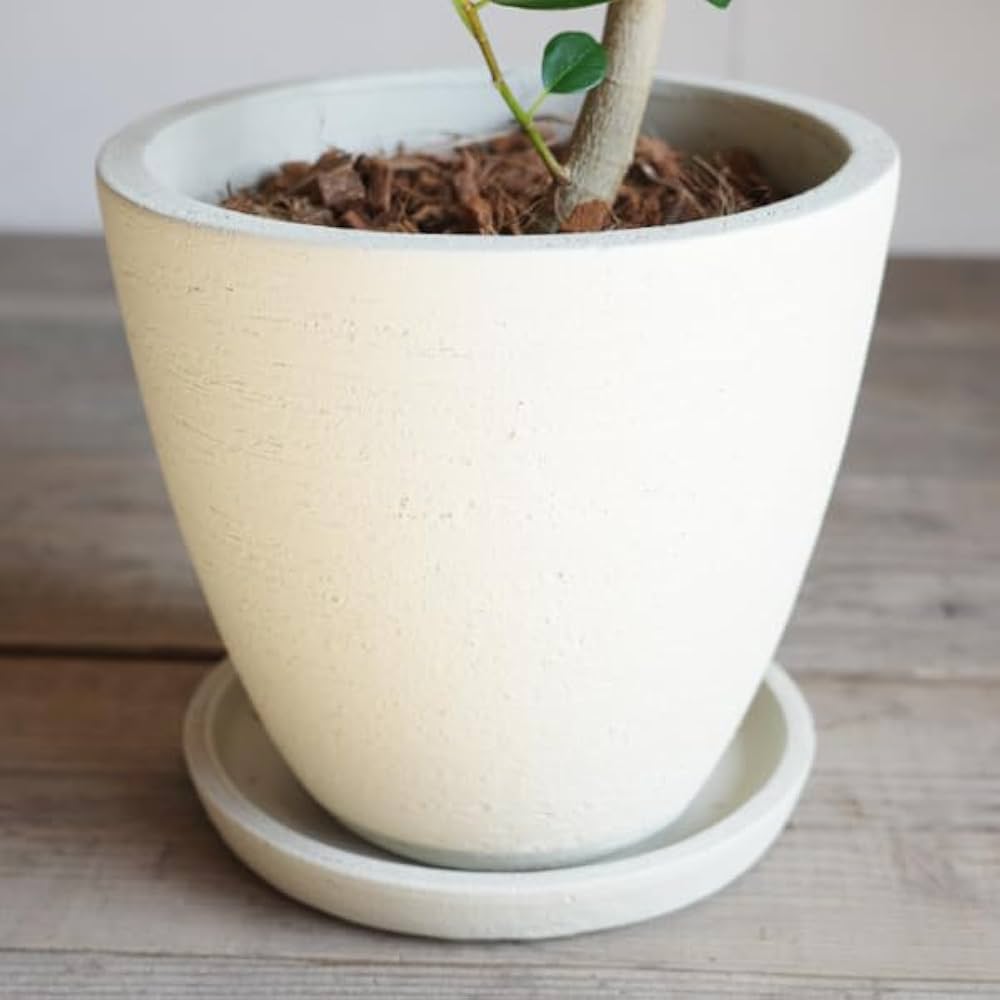 Amazon｜フランスゴム S字仕立て 観葉植物 本物 アイボリーテラコッタ