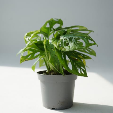 RVG Swiss Cheese plant with grow pot for home decors and gardens (B0DDQ89JTV) Amazon Price History, Amazon Price Tracker