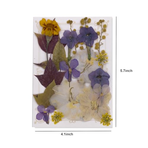 Flores Secas Prensadas para Manualidades 40 Piezas miniatura 7