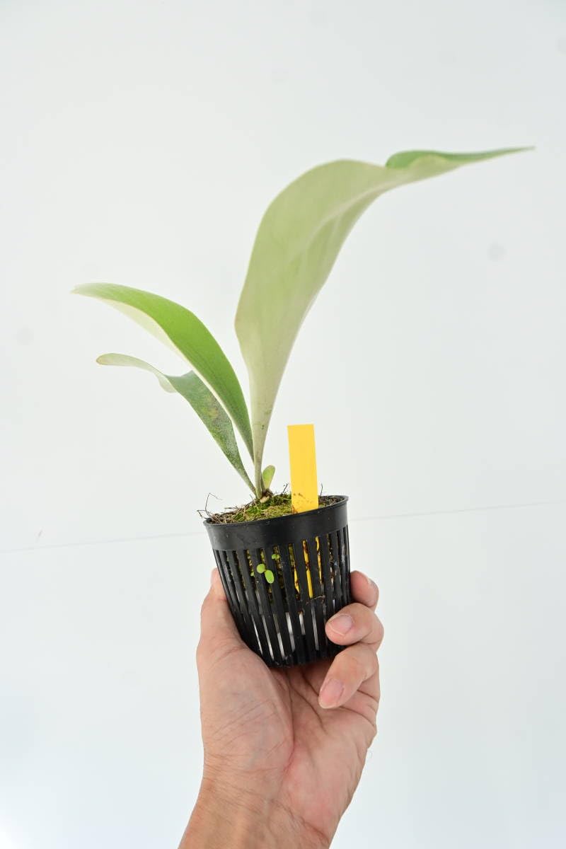 【子株】P. Wolverine ウルヴァリン　ビカクシダ　株分け Amazon.co.jp: P.Wolverine(P.veitchii Auburn river × P.willinckii