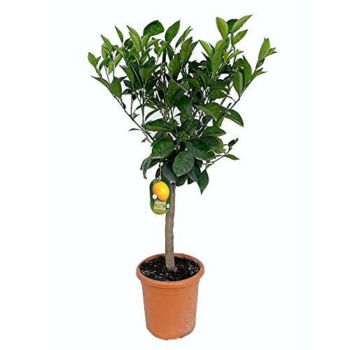 Garden Center Shop | Naranjo Valencia Campbell M21 90 cm | Árbol Cítrico Frutal | Producción de Naranjas Dulces | Ideal Jardines y Terrazas