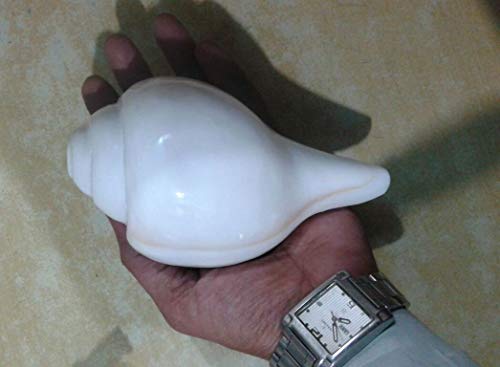 Siddhratan™ Vamavarti - Cuerno de concha (15,24 cm), color blanco Cover