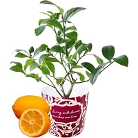 Amazon.co.jp: 花のギフト社 レモン 苗木 実つき 鉢植え 国産 レモンの