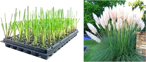 Dwarf Pampas Grass | 30 Live Plants | Cortaderia Selloana