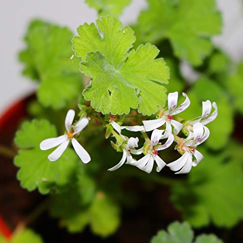 Profumata Pelargonium Geranio Mosquito Lontano Insetti Répulsif Casa Flora Vaso 1L