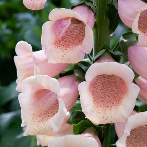 Foxglove ‘Dalmatian Peach’ – Hardy Biennial Digitalis purpurea – Soft Apricot Flowers with Yellow Cream Spots – Compact Dwarf Plant – 24x Plugs by Thompson and Morgan