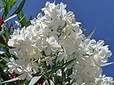 50-SEMI DI NERIUM OLEANDER 'OLEANDRO Bianco' ' semi freschi