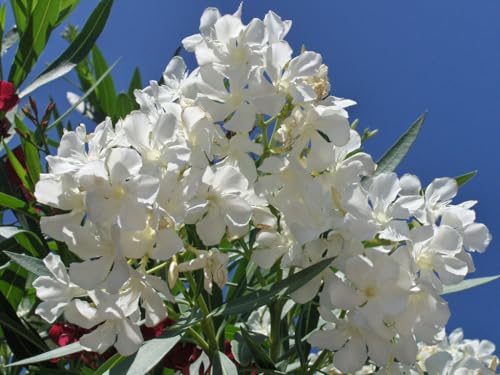 50-SEMI DI NERIUM OLEANDER "OLEANDRO Bianco" " semi freschi
