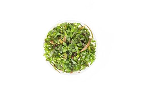 Substratesource Hygrophila Lancea Araguaia Tissue Culture Aquatic Live Aquarium Plant - 100% Snail Free In Vitro Cup (Hygrophila Araguaia) #TOP7