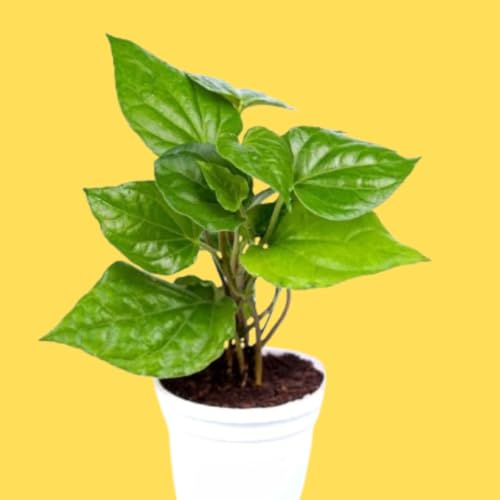 Image of Calcutta Paan Live Plant (Aromatic Betel Leaf) - Premium Variety from West Bengal | Ayurvedic & Sacred Climber | Organic, Easy Grow Indoors /Outdoors | Chewing & Puja Use