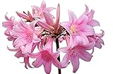 Naked Ladies Amaryllis Belladonna - 3 Pink Bulbs - Stunning Blooms for Outdoor Gardens - Easy-to-Grow Perennial Flowering Plant