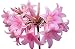 Amaryllis Belladonna - Naked Lady 3 Large Bulbs