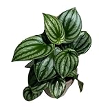 PLANTVERS Watermelon Peperomia in a 4' Grow Pot – Peperomia Argyreia – Indoor Watermelon Plant – Easy Care Air Purifying Houseplant – Low Maintenance Indoor Plant