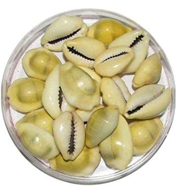 Hari Har Exim Pure Laxmi Kaudi for Diwali Laxmi Poojan Yellow and White 11 Pc Only