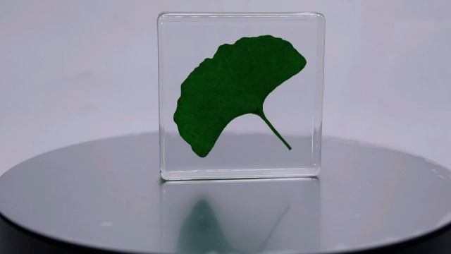 Image of 48mm Real Green Ginkgo Biloba Leaf in Crystal Clear Lucite Resin Specimen Dried Pressed Botanist Herb Herbarium Crafts Collection for Botany Science Education & Desk Ornament Display Supplies