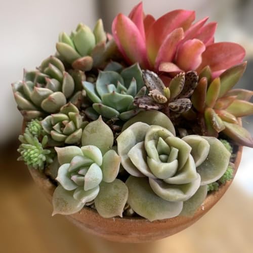 多肉植物 寄せ植え セット」の人気商品一覧 | 安い商品を通販サイト