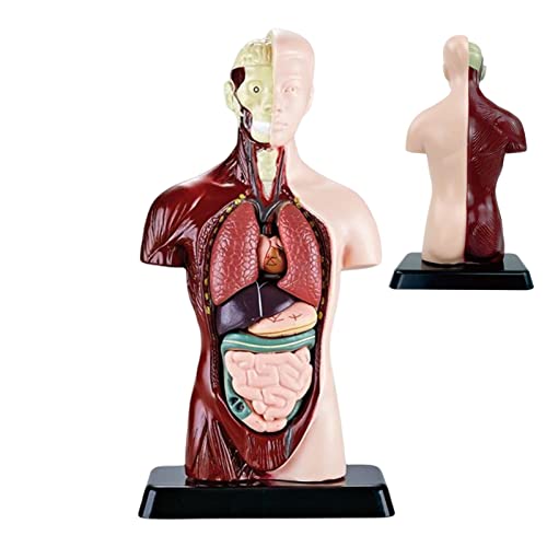 GIMOCOOL Modelo de Torso Humano,Muñeca de anatomía de 6 Partes con órganos precisos | Torso médico para enseñanza Escolar, Estudio anatómico y Aprendizaje de Ciencias