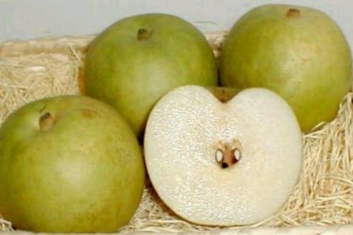 京都産　 京たんご梨 二十世紀 10kg　大玉28～32個入り