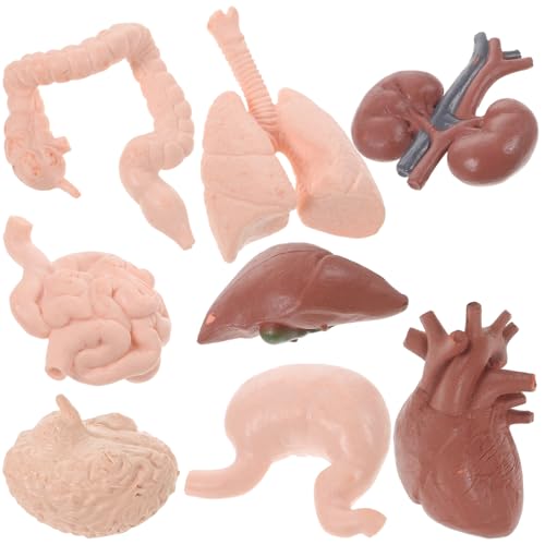Beaupretty Modelos de Órganos Humanos 8 Piezas para Práctica Docente, Accesorios de Enseñanza de Anatomía 3D, Incluye Cerebro, Corazón, Estómago, Intestinos y Riñones, Adecuado para Escuela,