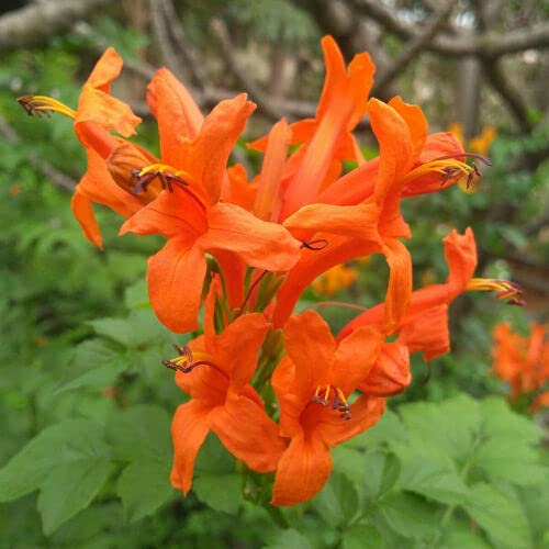 50 Seeds of Tecoma Capensis Cape Honeysuckle Scrambling Evergreen Shrub
