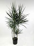 Dracaena Marginata Cane - Live Plant in a 10 Inch Pot - Dracaena Marginata - Easy Care Low Maintenance Indoor Air Cleaning Plant