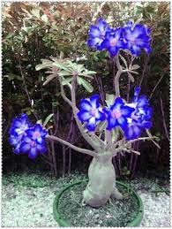 2 Blue White Desert Rose Adenium Flower Seeds