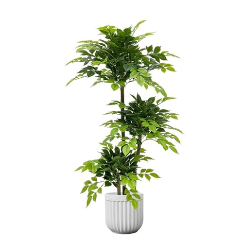 パキラ 2m」の人気商品一覧 | 安い商品を通販サイトから探す - 価格.com